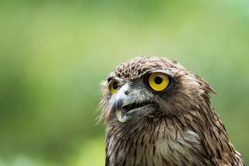 Sri Lankan Brown Fish Owl - Free image #298377